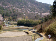 �S�g��Ղ�����C���ʂ̐��؎R�ɏ��Ԃ�(�L�c�C���I)