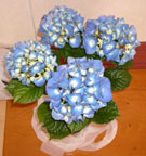 �Q���܂̎��z��