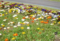 ���T�u�^�C�g���́u����₩�|�s�[�}���\���v